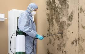 Why You Should Choose Our Mold Remediation Services in Uhland, TX